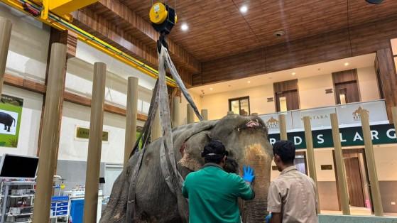 Joymoti Arrives at Vantara for Urgent Medical Care Following Flood Rescue joymoti-arrives-at-v_1787380700666076504.webp