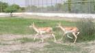 20 Blackbucks Rewilded in Banni Grassland on India’s 80th Independence Day to Restore NativeWildlife 20-blackbucks-rewild_1786880815380836456.webp