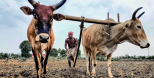 Rainfall Deficit: Contingency Plan for Key Farm States rainfall-deficit-co_178238022453711827.webp